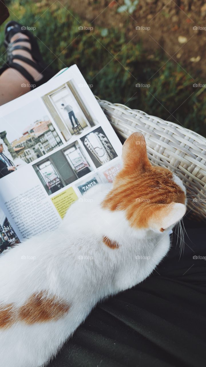 Cat on my lap while I’m reading a magazine 