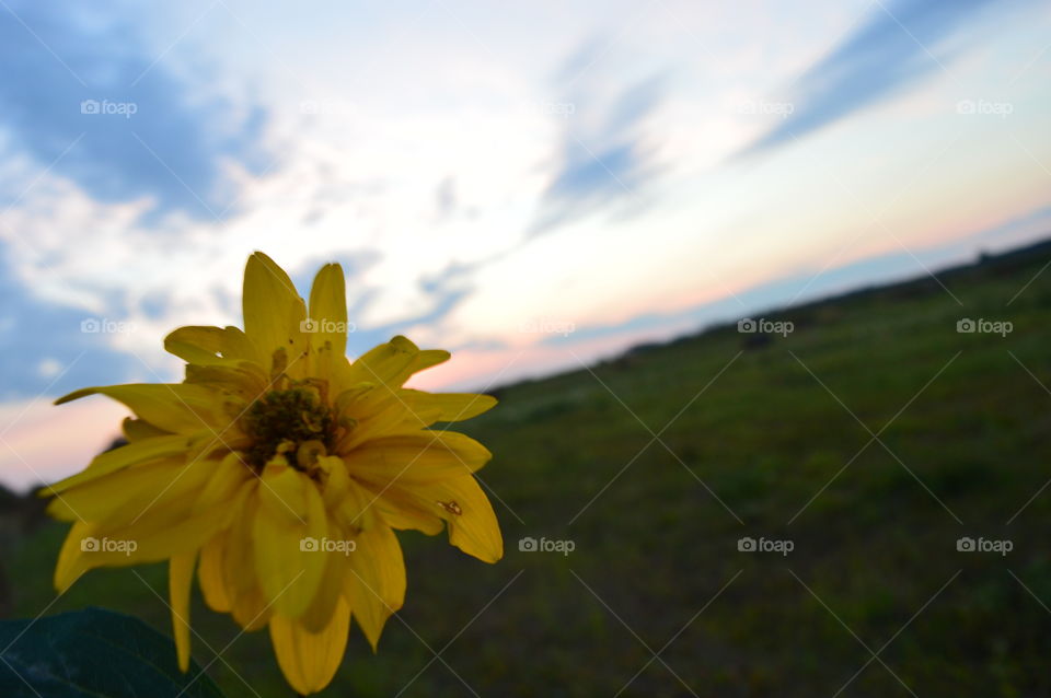 yellow flower  and beautiful sky