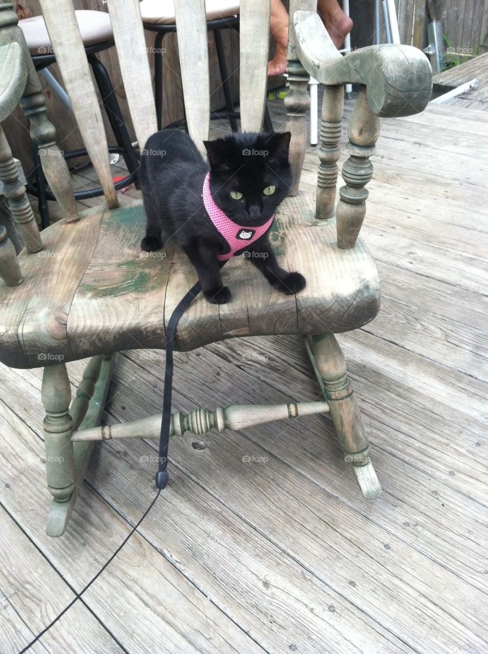 rocking chair cat