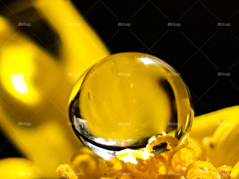 water droplet on a yellow flower