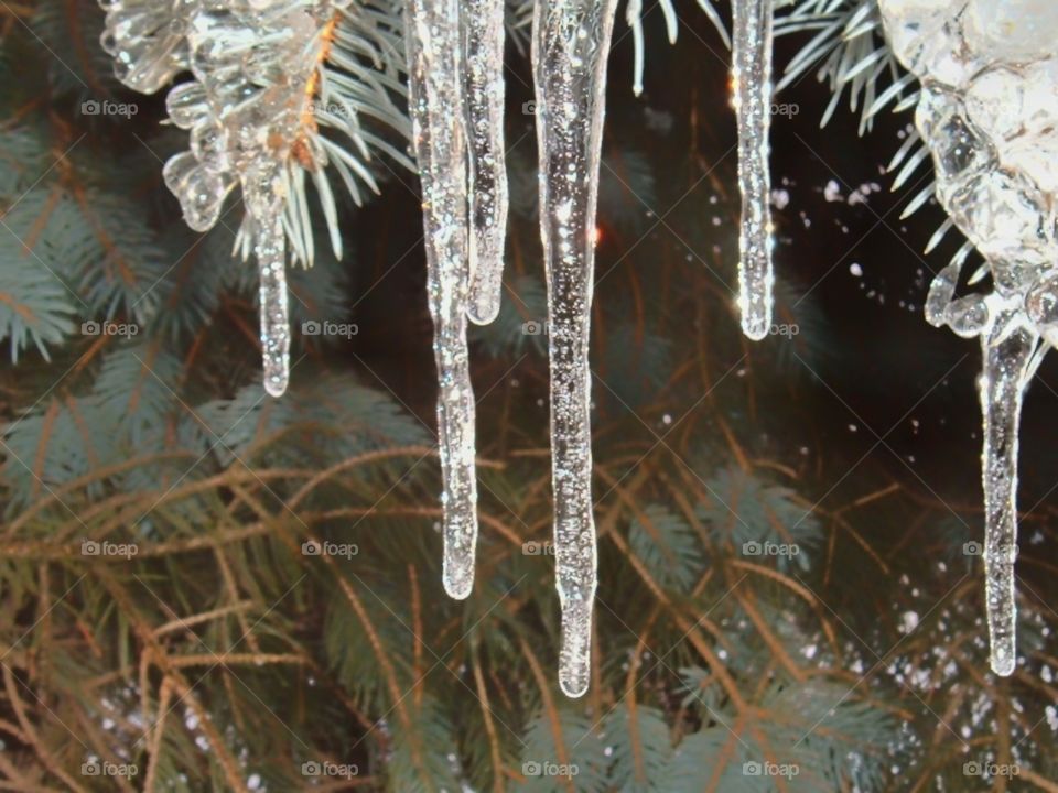 Icicles In The Pine