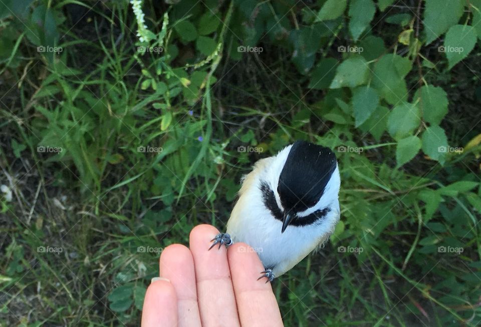 Chickadee 