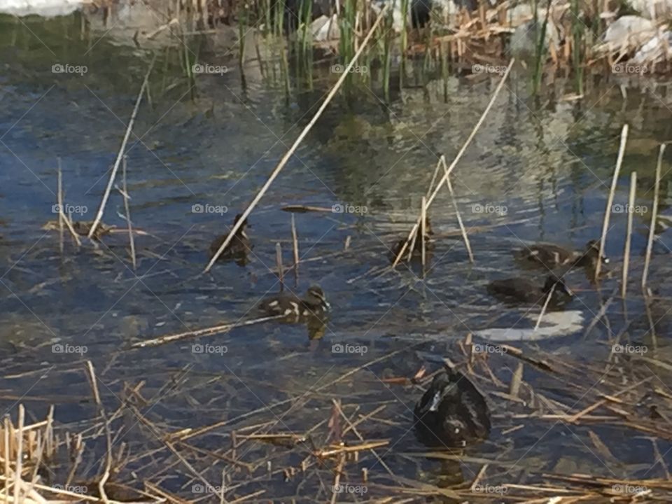 Baby And Mommy Ducks. Copyright © CM Photography May 2019. 