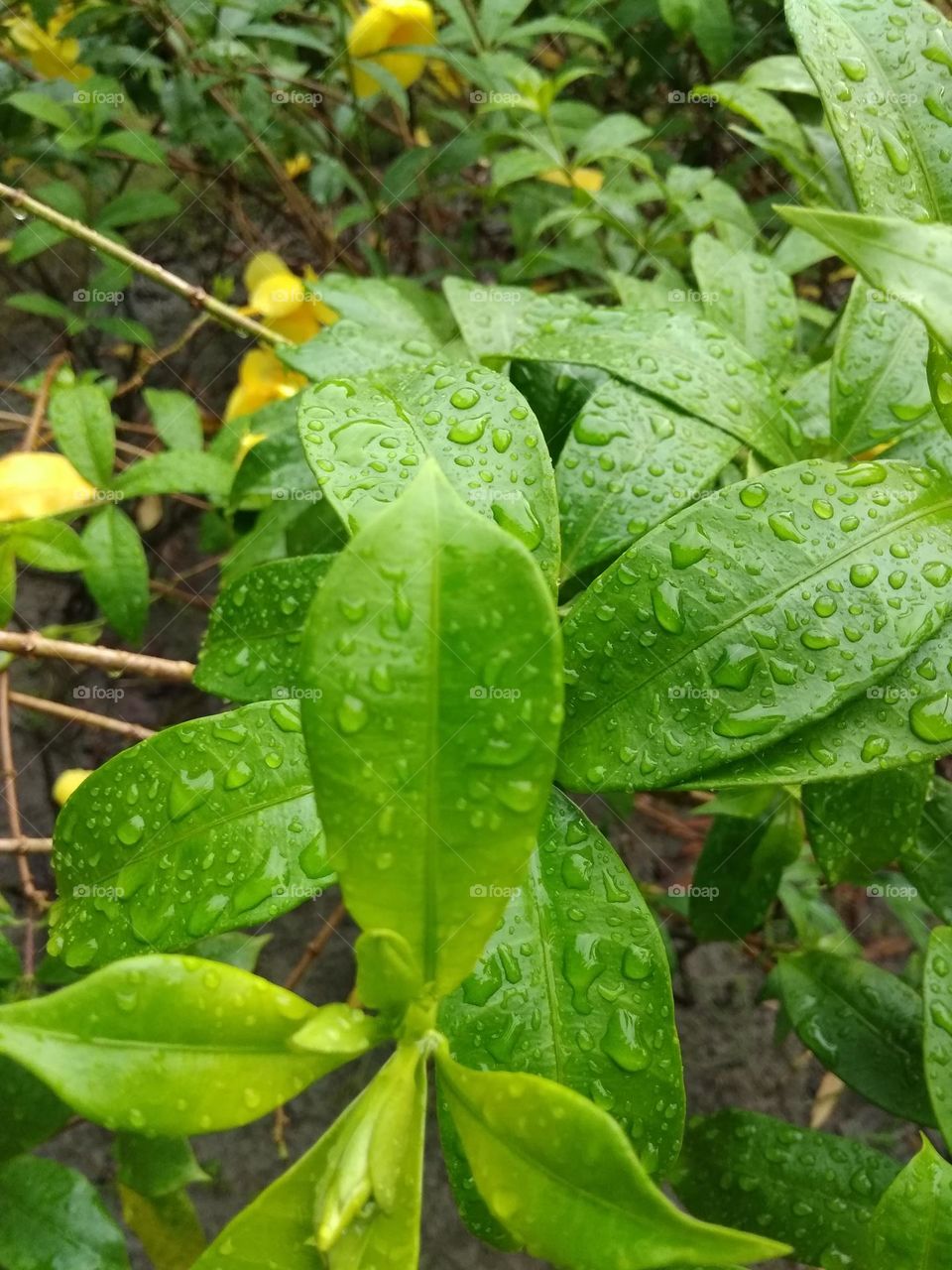 green leaf and water drops