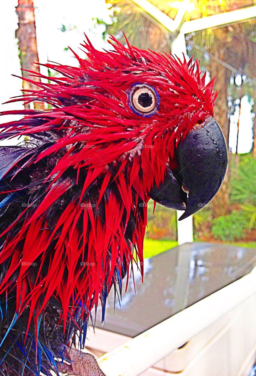Sadie the Parrot is using her red feathers to protect herself from the rain.
