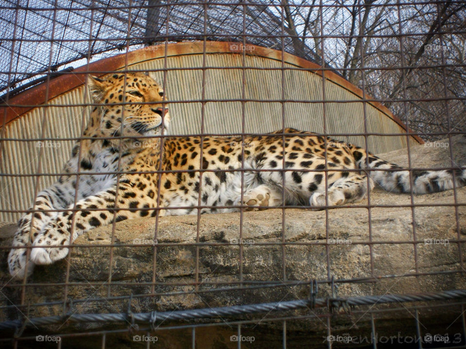 Leopard on a sunny day at the St. Louis Zoo