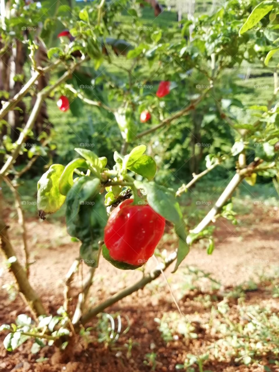 Close up snap shot of a hot chilli