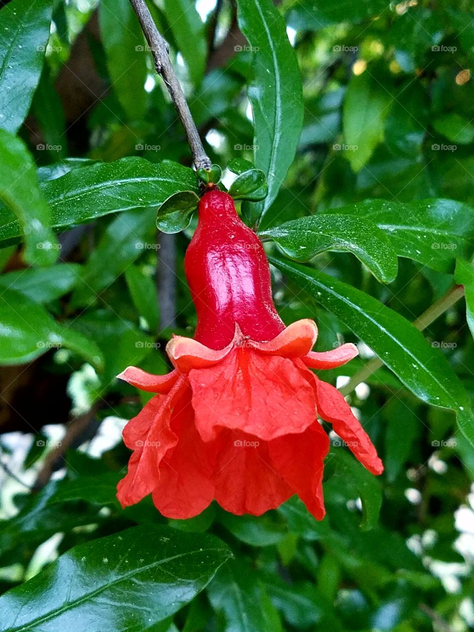 Pomegranate flower