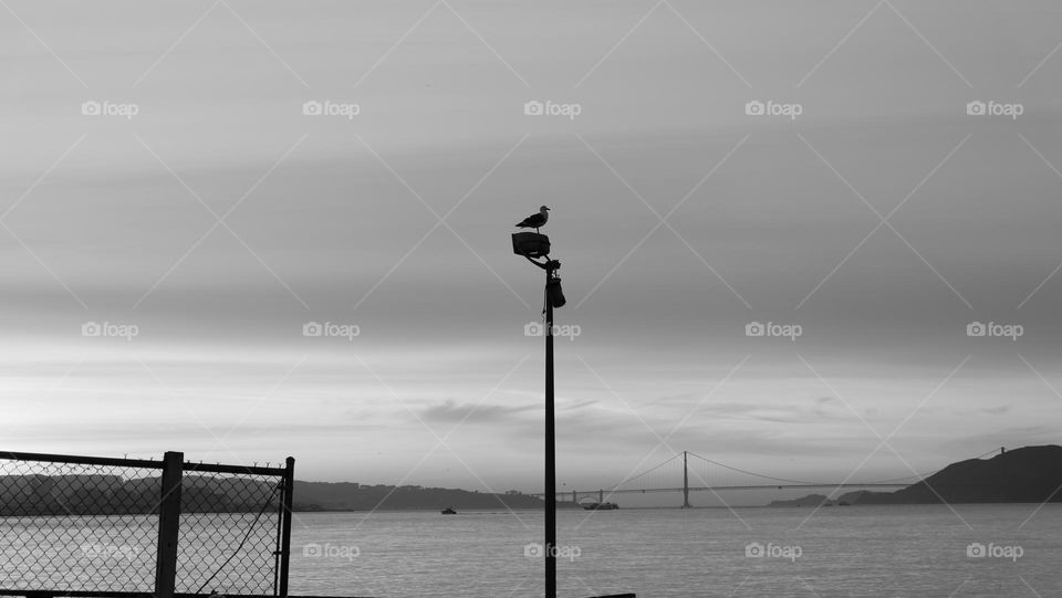 Lone seagull, perched on a pole. 