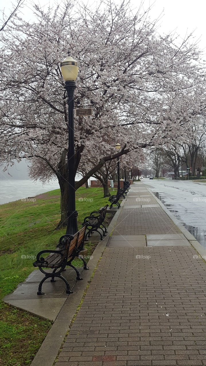 Wooden benches in the park