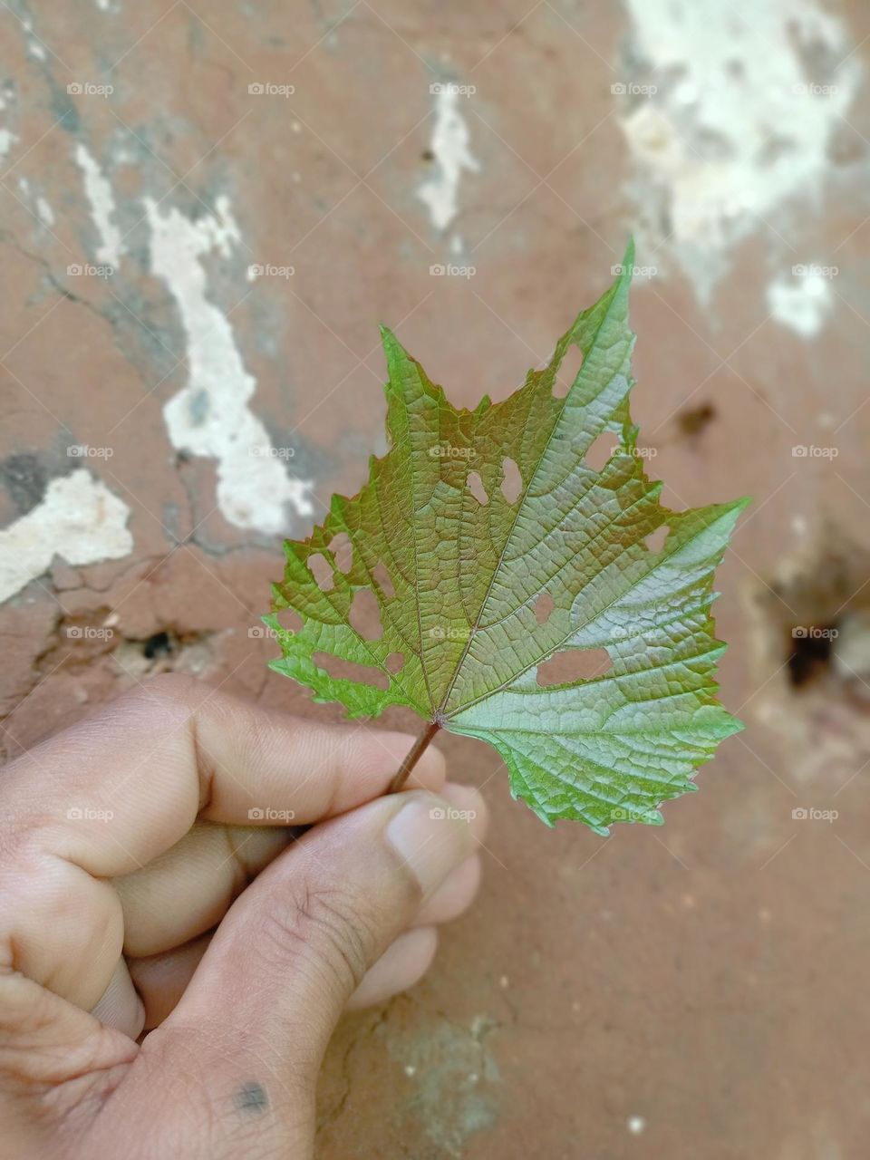 A young man holding fresh green leaf with nice background it's looking beautiful nature love