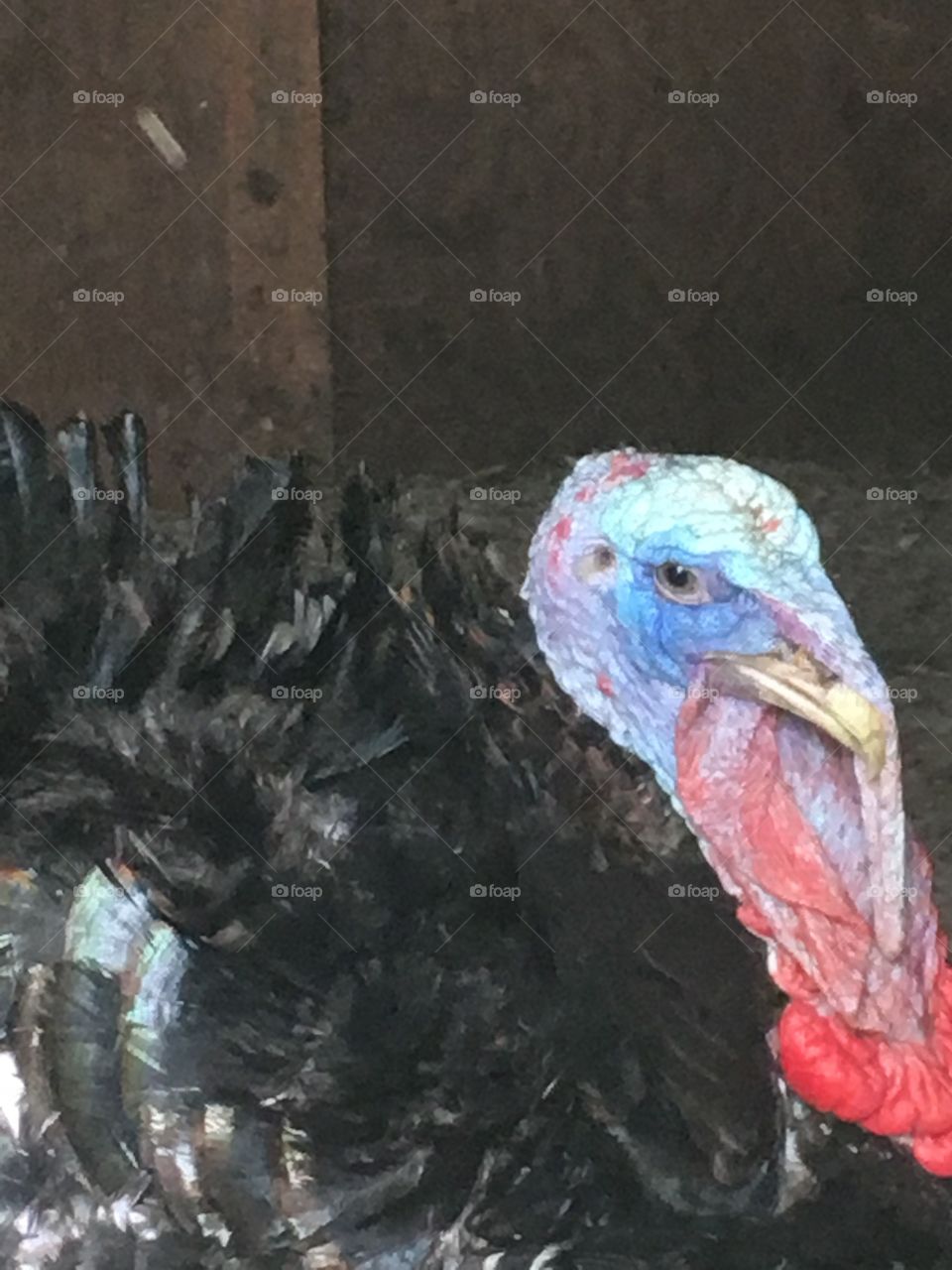 Closeup of a turkey 