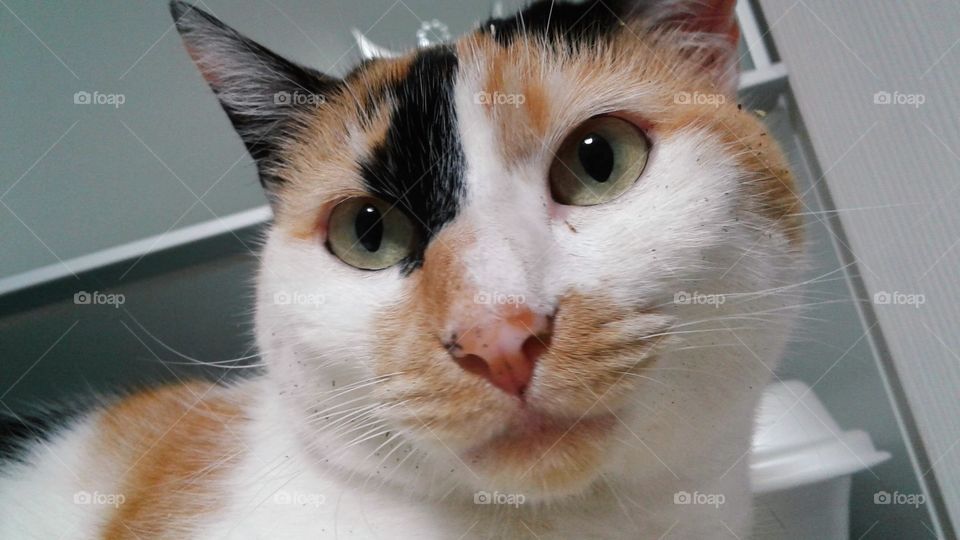 Tricolor cat with some catnip