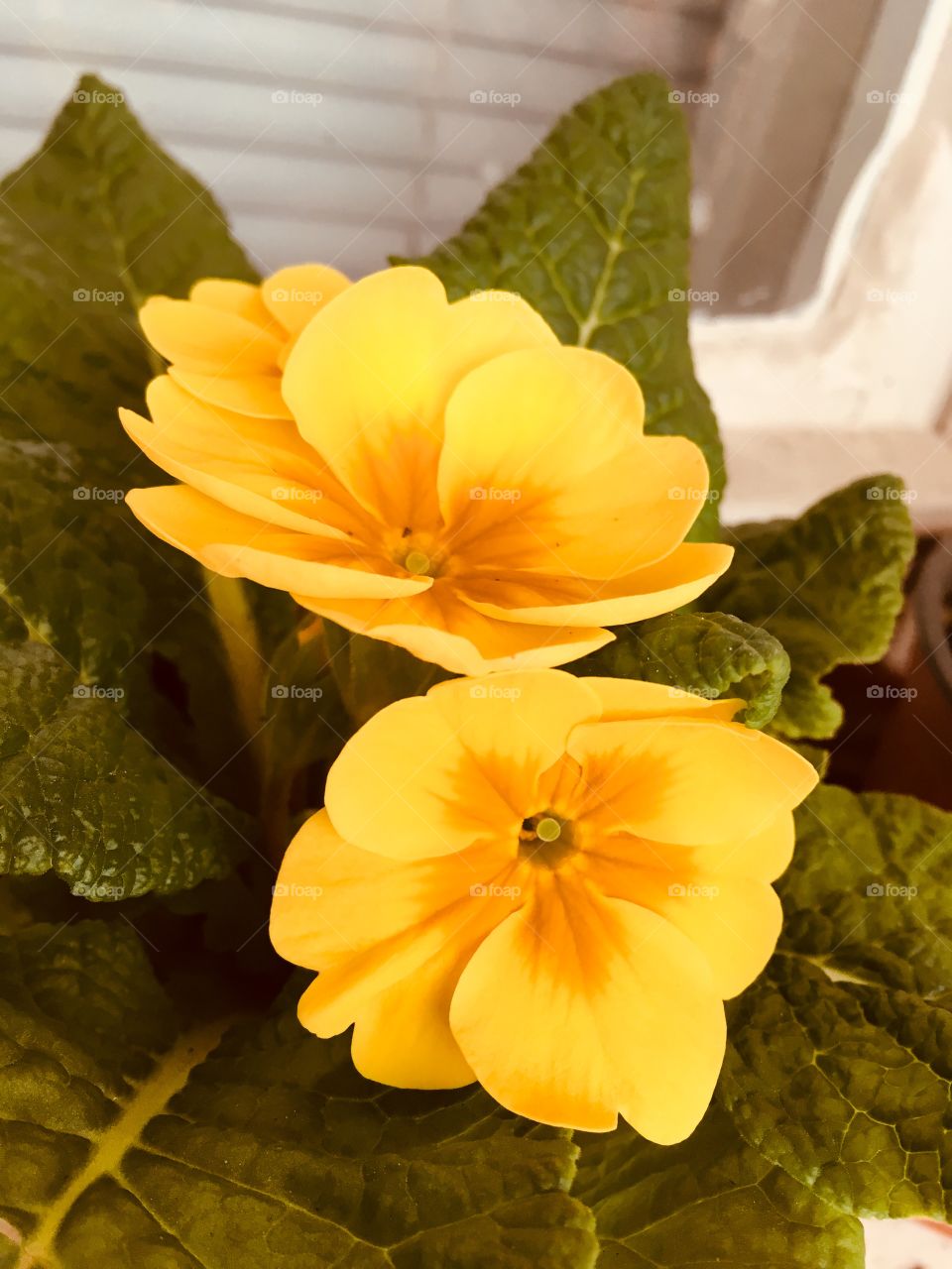 Yellow spring flowers