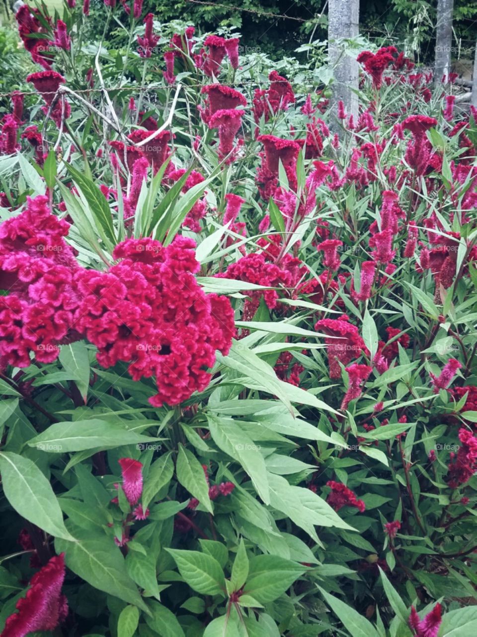 Abundantes mas não menos impressionantes.
