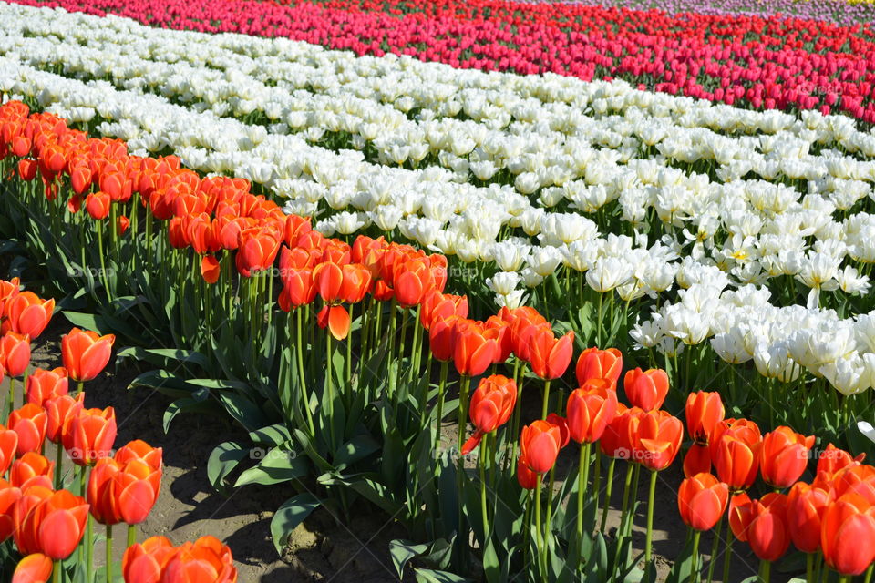 Field of tulips 