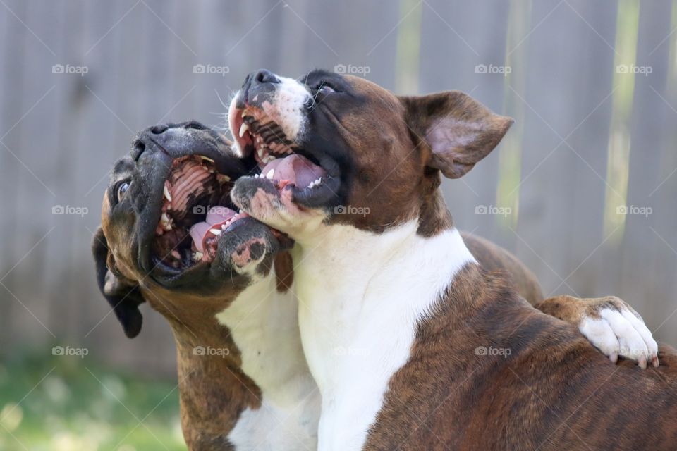 Crazy boxers 