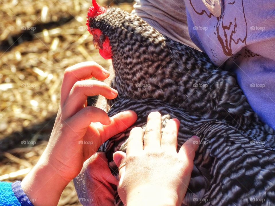 Raising Chickens
