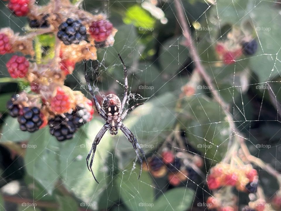 Spider in a web. 