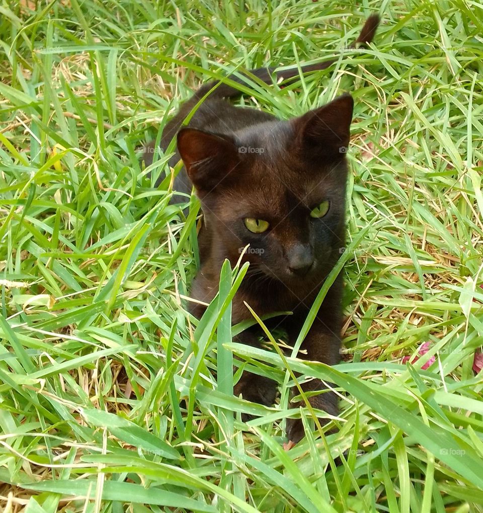 green eyes, green grass, nice cat, nice animal, green shot