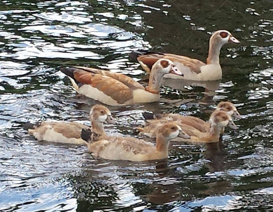 Egyptian Geese Family