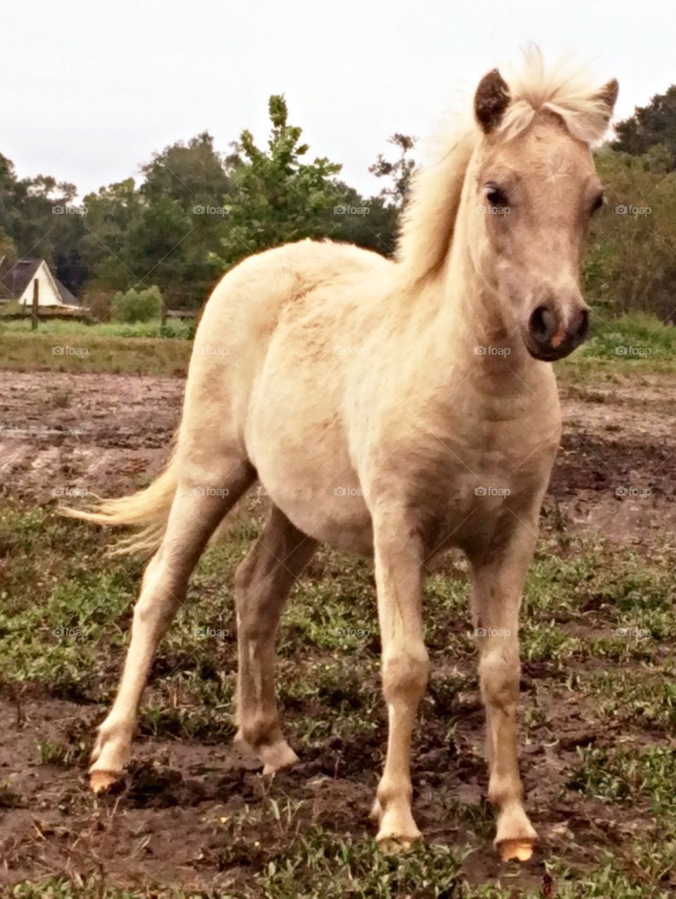 Baby pony. What's cuter than a baby horse smaller tha a Great Dane?