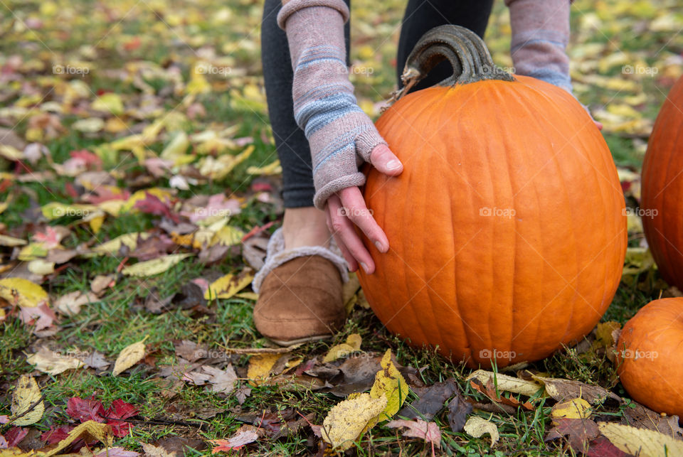 Woman wearing fingerless gloves in the fall and picking up a large pumpkin outdoors