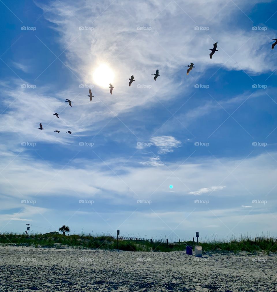 Pelicans In the sky 