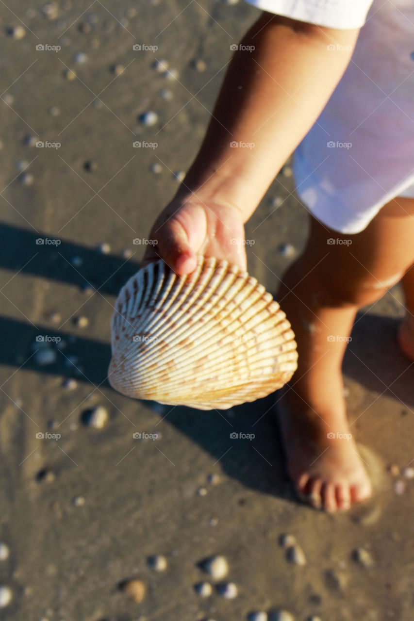 sea shell