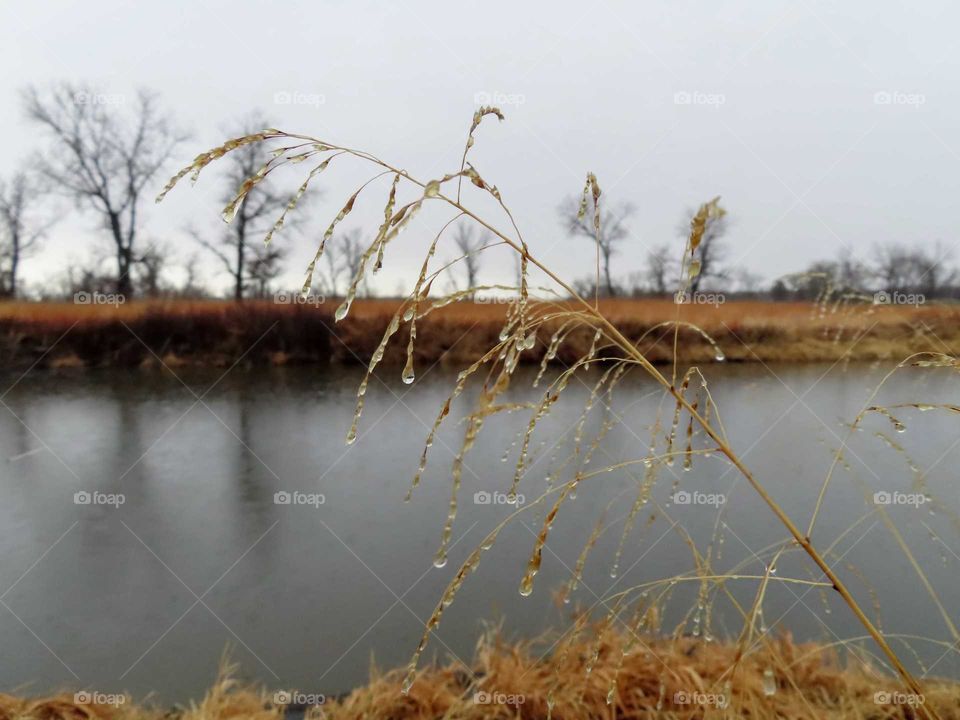 Rainy day prairie grass. Water front dancing with the sound of the rain. "Dibble Dibble".