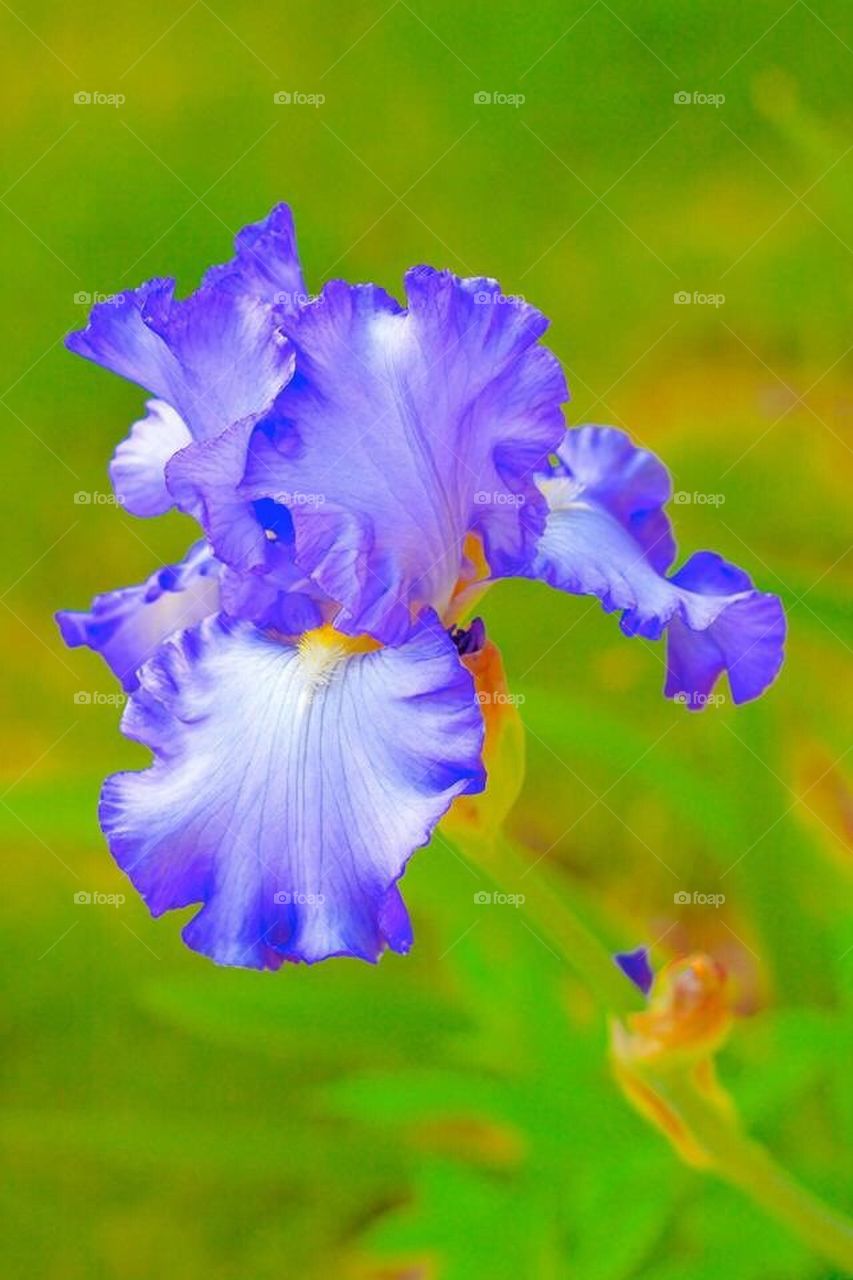Iris