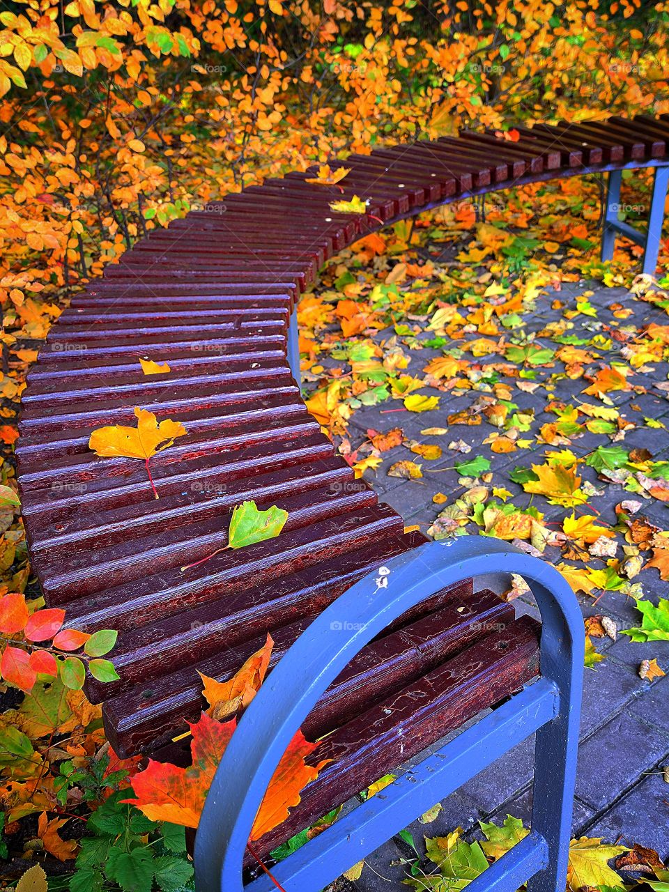Autumn day in the park.  Wooden bench in a semicircle.  On the bench and around, colorful fallen leaves