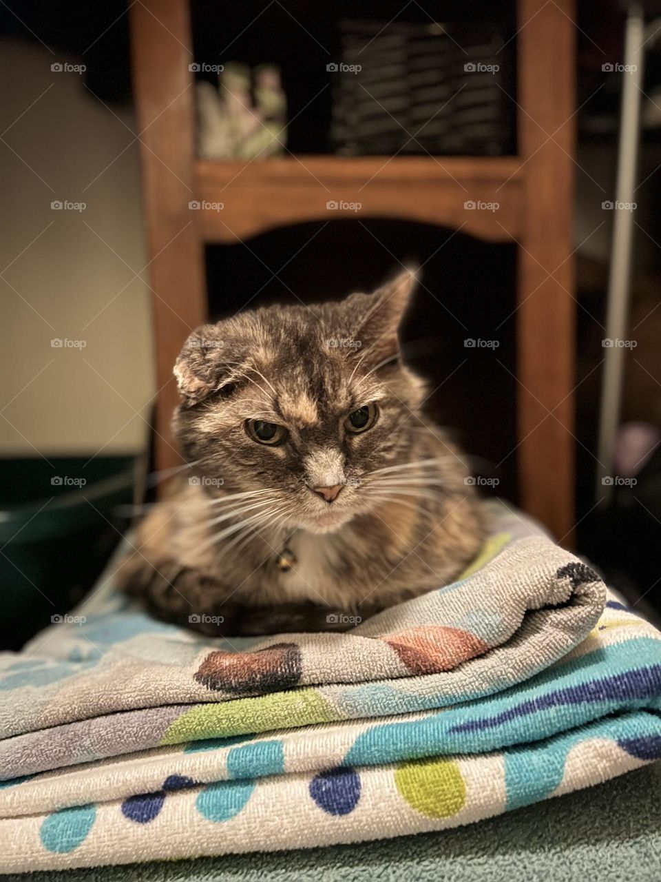 Tortoiseshell tabby on folded towels