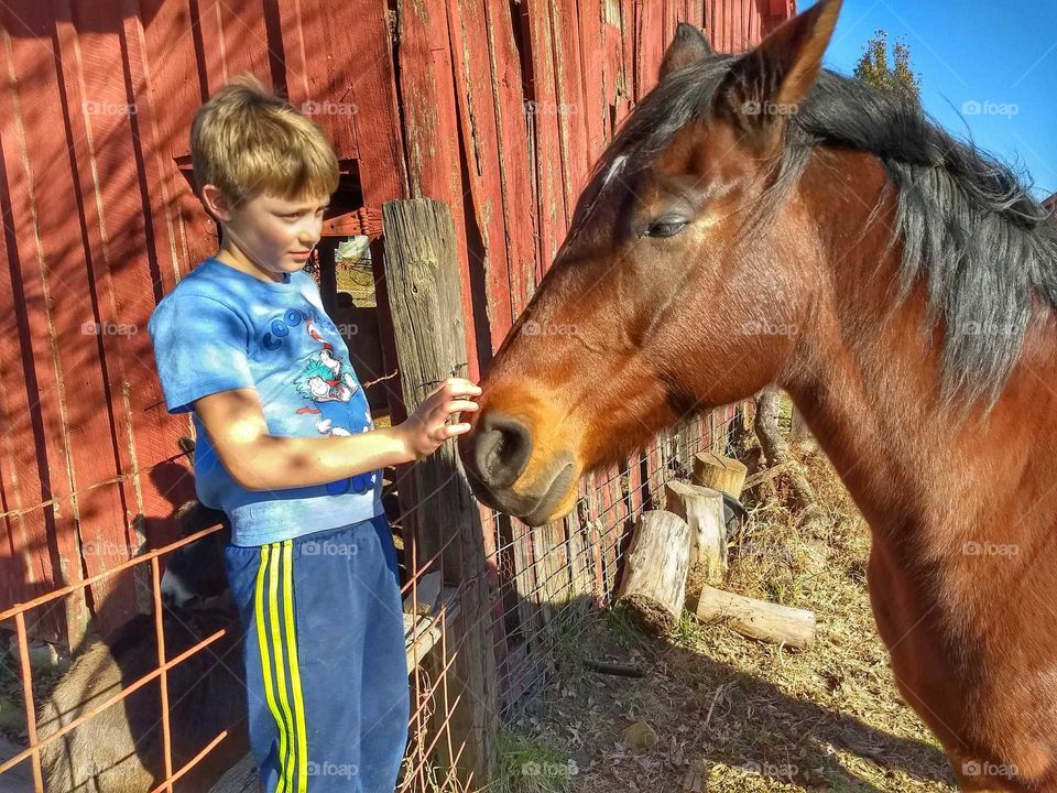 boy and his horse