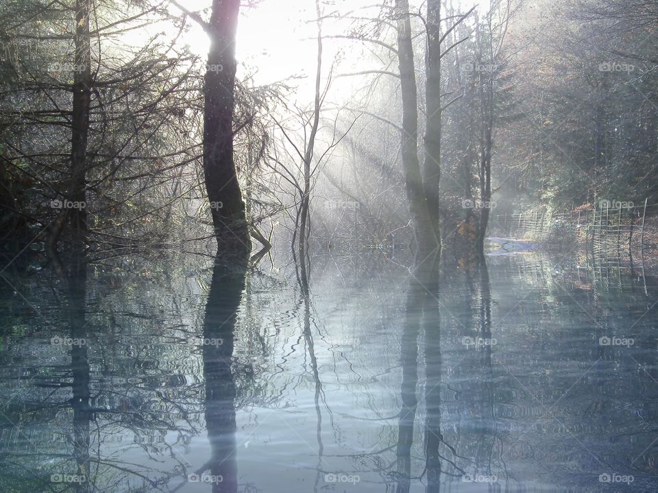 Tree in Water reflection