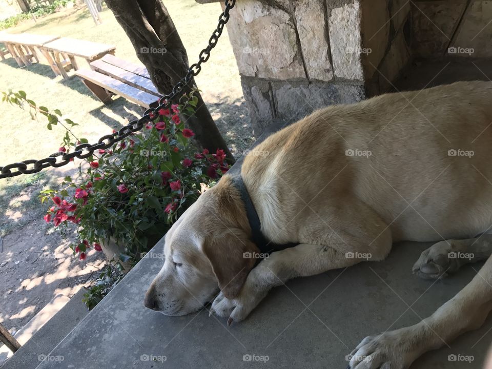 Cão descansando