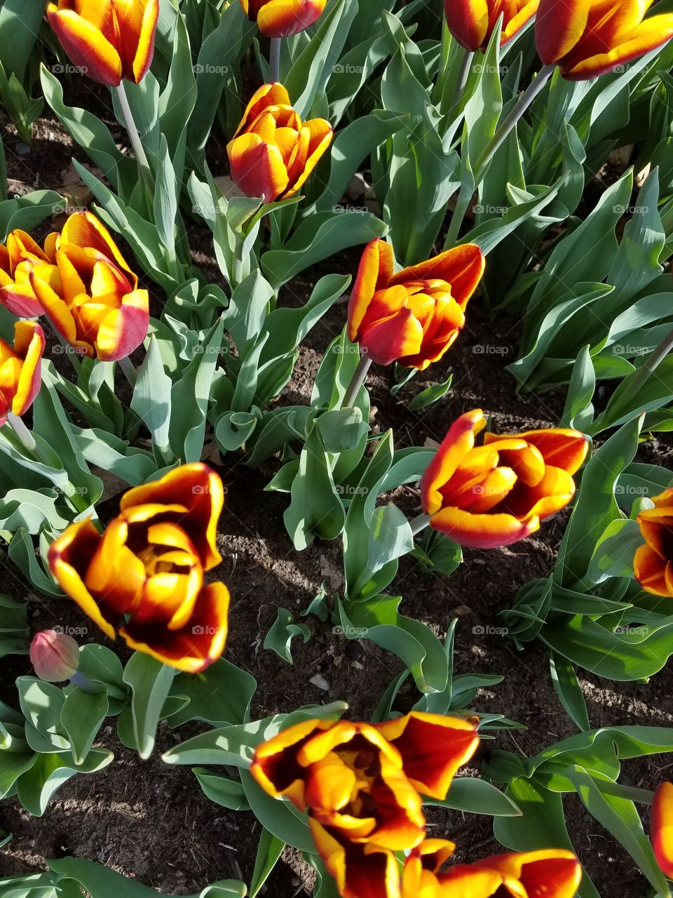 Washington Park Tulips