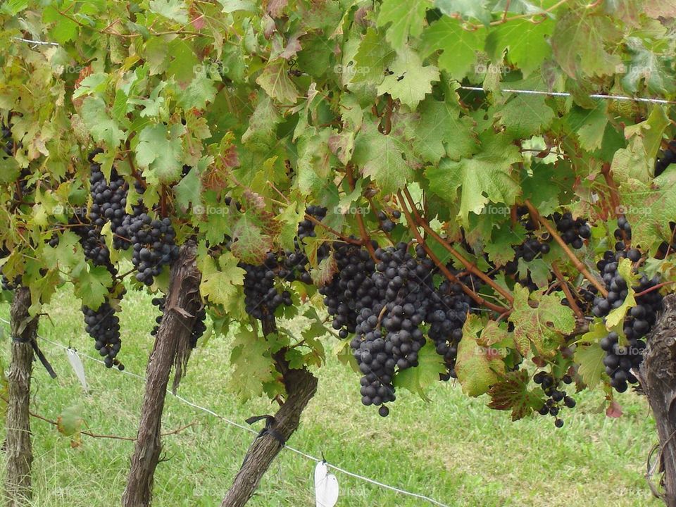 Grape vines 2
