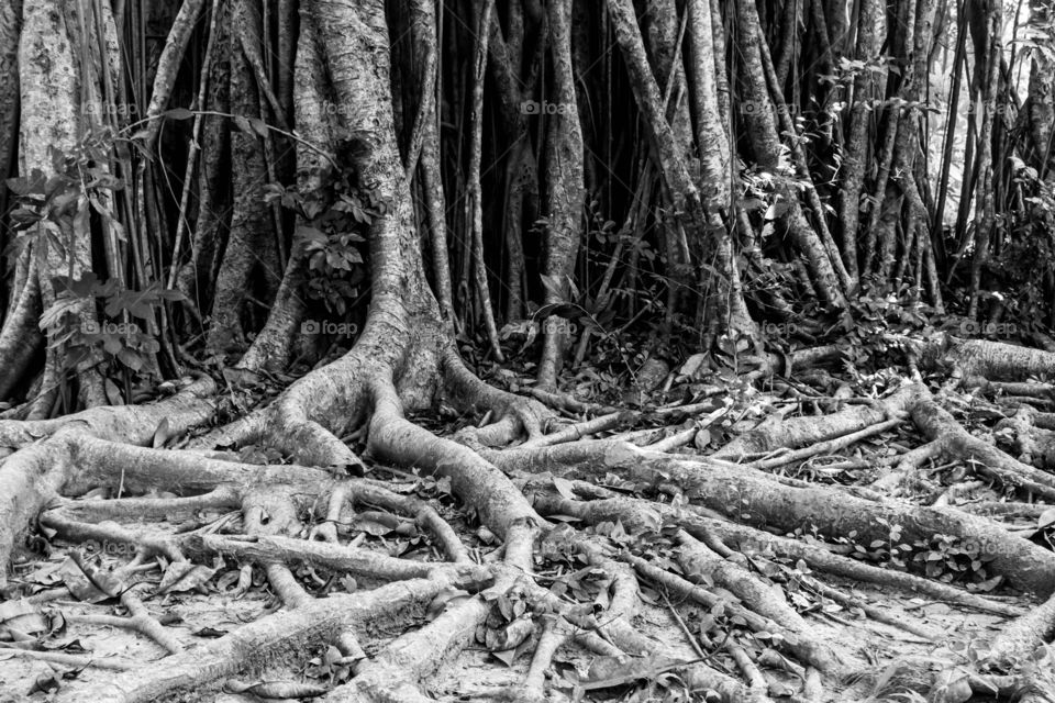 tree roots black and white