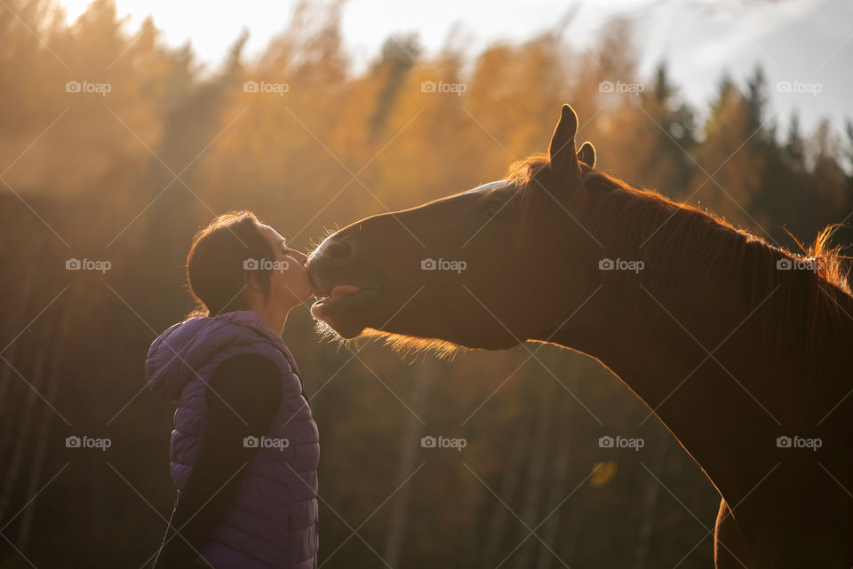 Horse kiss during autumn