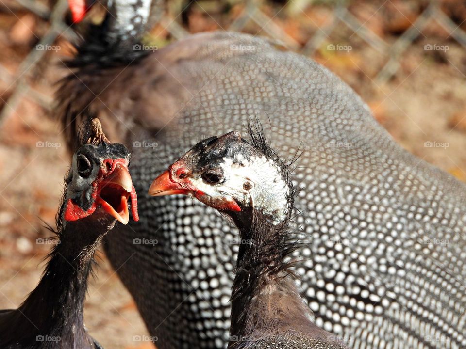 Unusual sus-pets! Guinea fowl - People choose to raise guineas for meat, guinea eggs, and even as protectors for their properties. They grow to be about the size of chickens