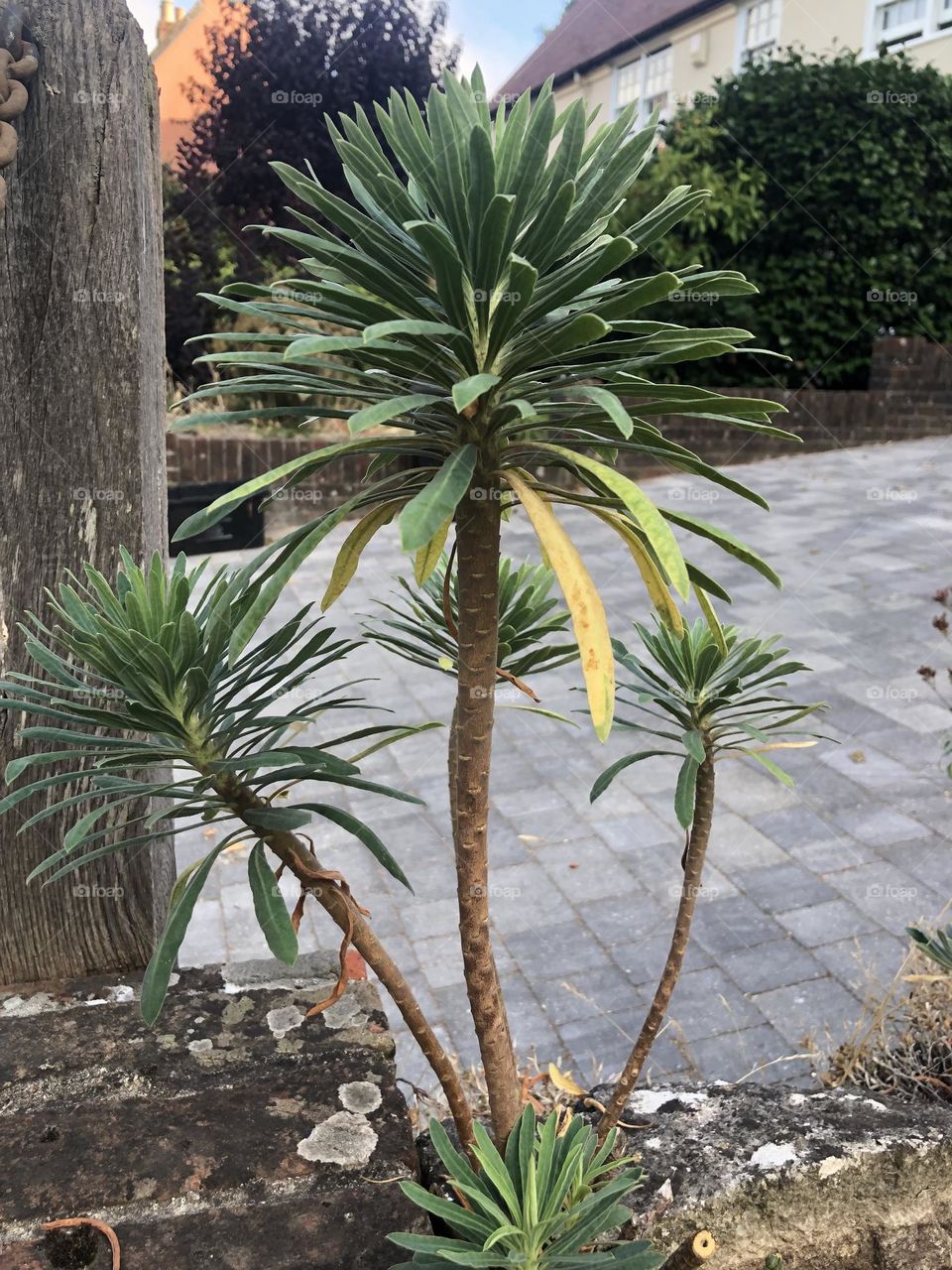 Mini palm 