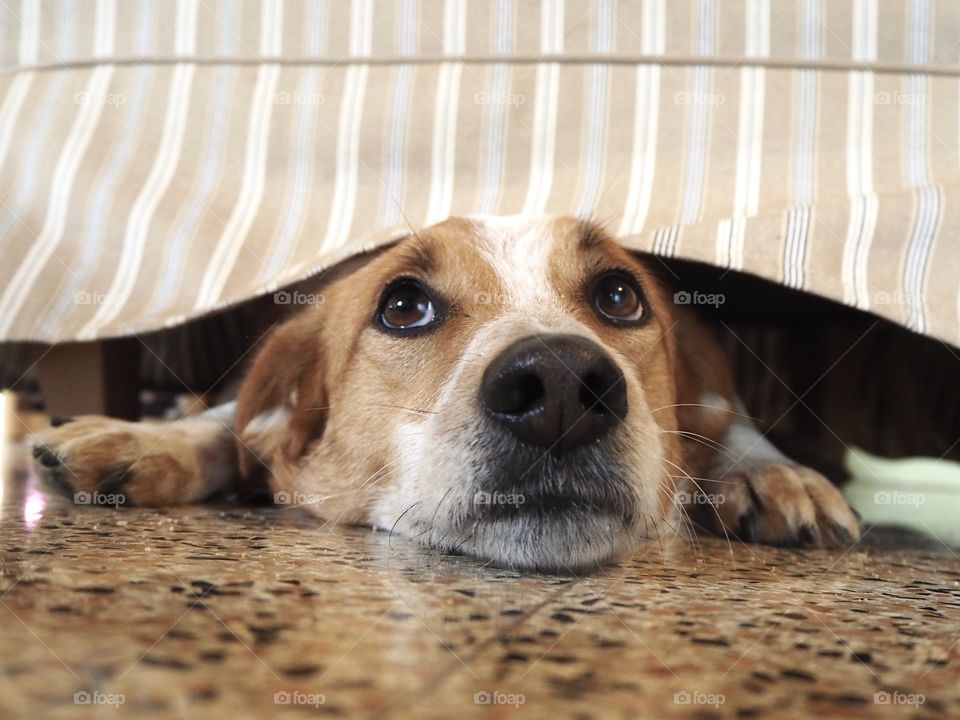 Under the sofa 