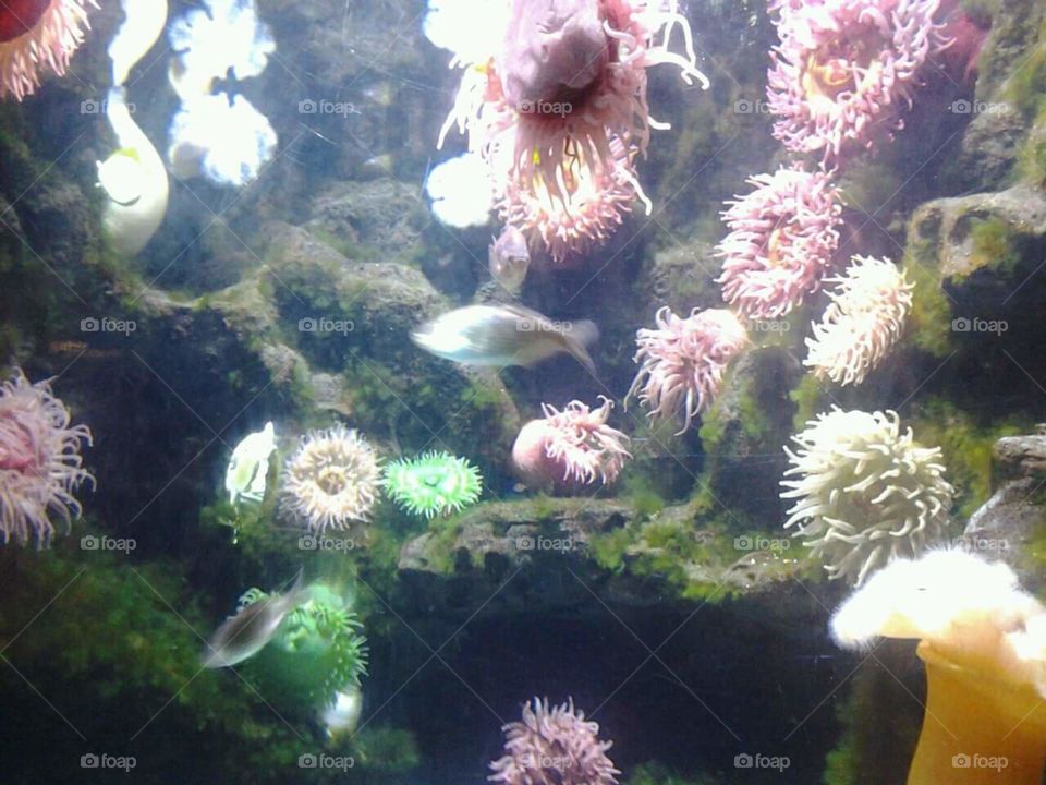 Coral dreams