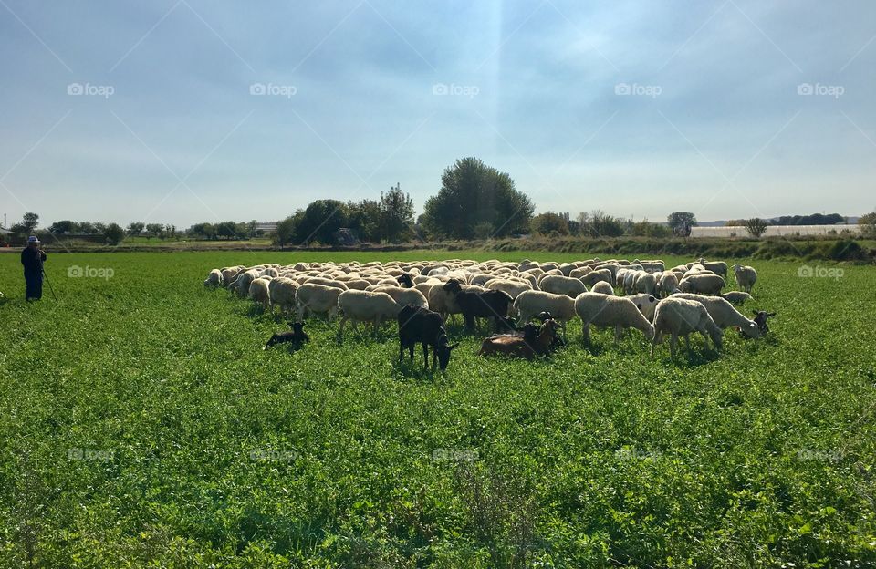 A beautiful, open, sunny pastoral scene in the fields of Spain where the tradition of shepherding sheep with faithful dogs is still alive and well. 