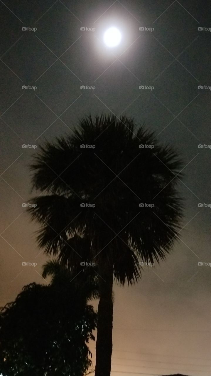 foggy am sabal palm night Silhouette