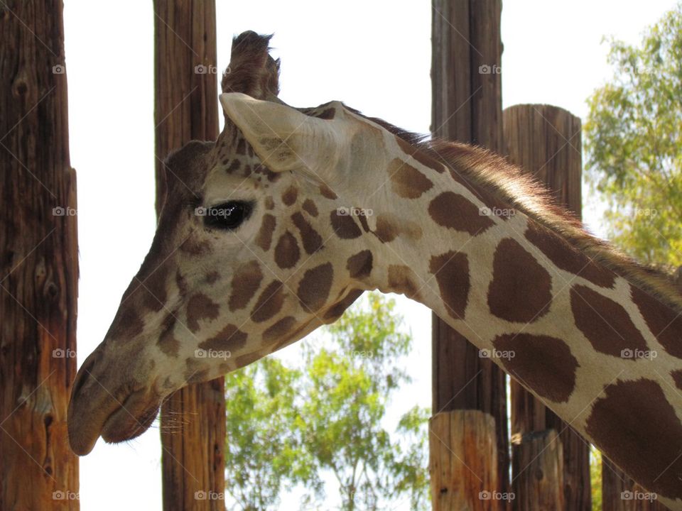Giraffe Head Study