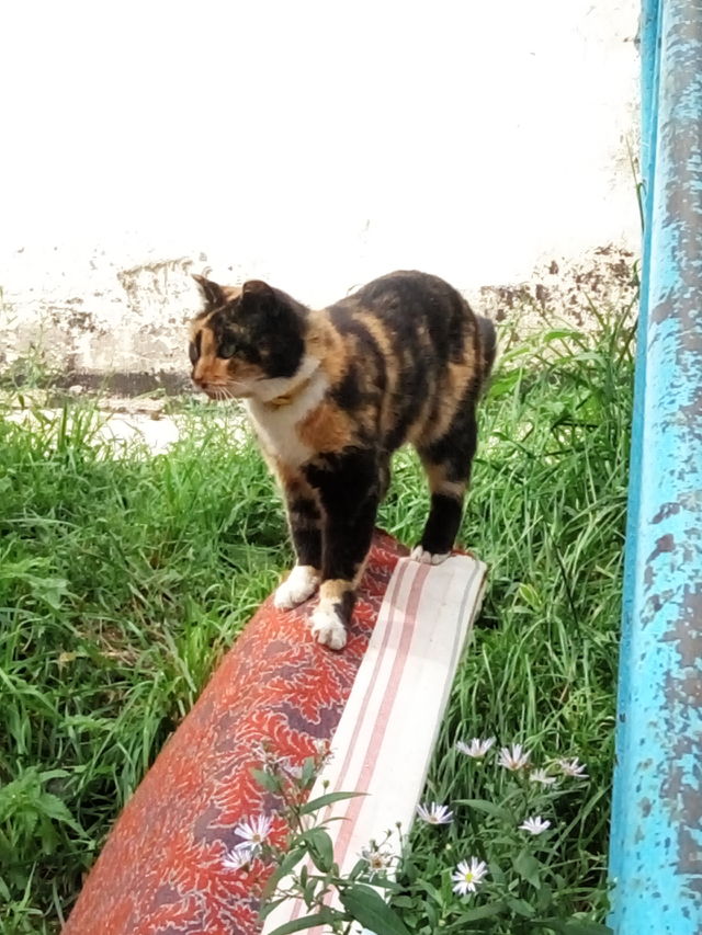 кошки