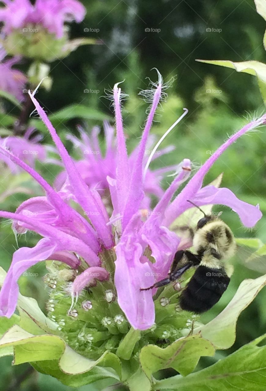 Purple Story - Flowers and Pollinators 