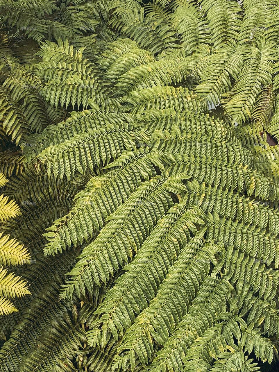 Green leaves 